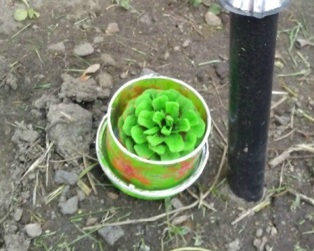 A pinecone painted green and placed in a small pot.