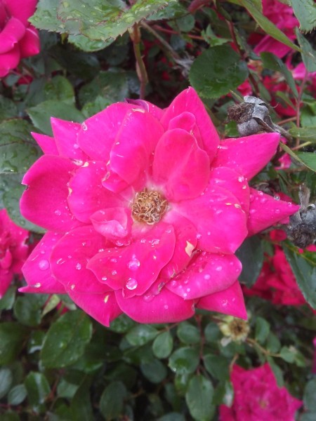 A pink rose growing outside.