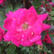 A pink rose growing outside.