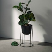 What Is This Houseplant? - plant with dark green leaves in a standing planter