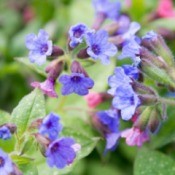 Lungwort blossoms growing in a garden.