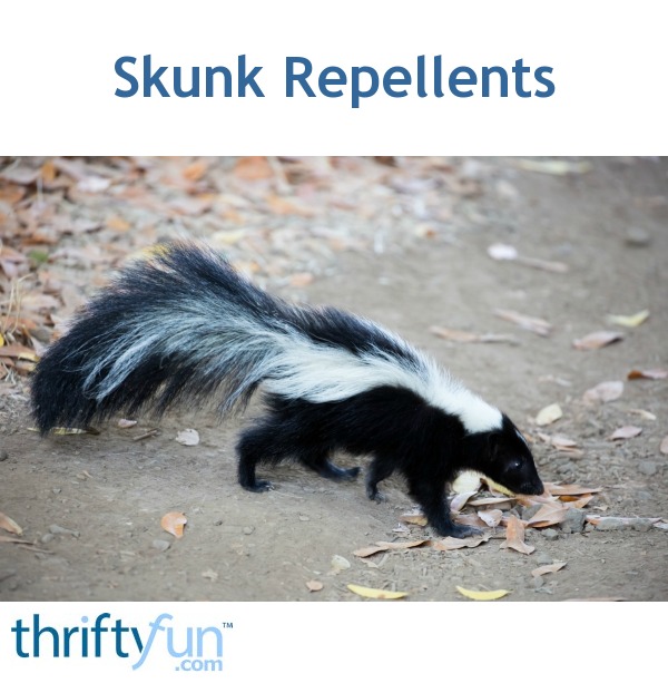 Skunk Repellents | ThriftyFun
