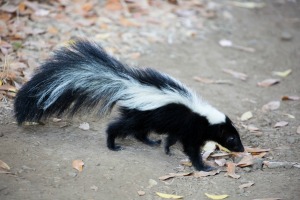 A skunk walking in a park.