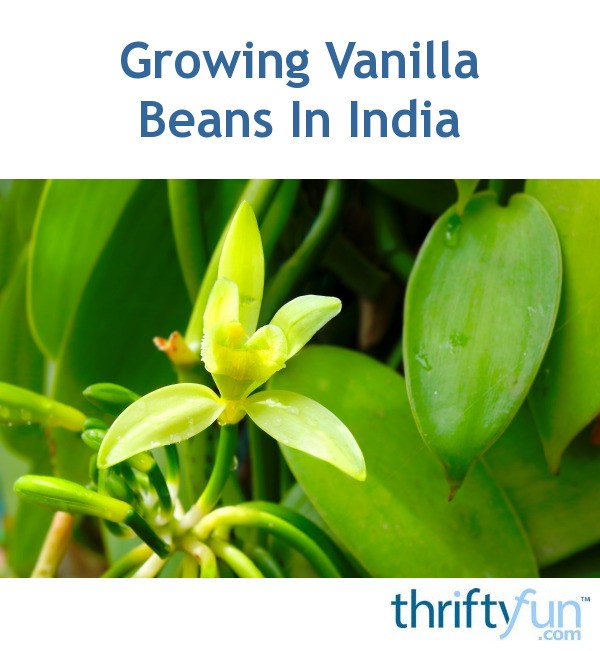 Growing Vanilla Beans in India ThriftyFun