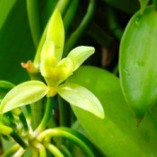 A vanilla plant with flowers and beans.