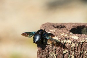A carpenter bee on an old stump.