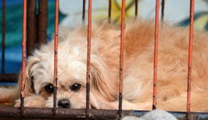 A little dog in a rusty crate.