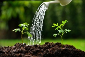 Seedlings being watered with a watering can.