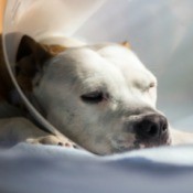 A dog sleeping, wearing a cone.