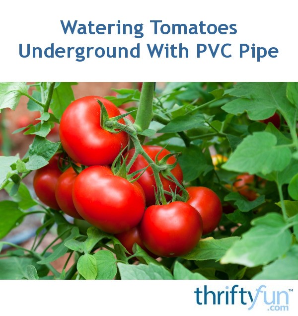 Watering Tomatoes Underground With PVC Pipe ThriftyFun