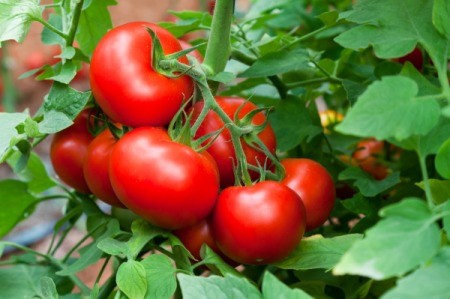 A bunch of ripe tomatoes growing outside.