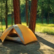 A tent set up below tall cedar trees.