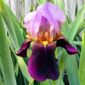 An Iris I Call 'Appreciation'