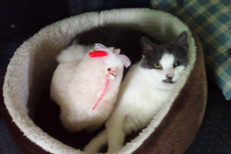 Annie's New Bed Buddy - black and white cat with stuffed llama in cat bed