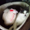 Annie's New Bed Buddy - black and white cat with stuffed llama in cat bed