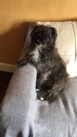 What Breed Is My Dog? - black hairy terrier mix looking dog