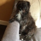 What Breed Is My Dog? - black hairy terrier mix looking dog