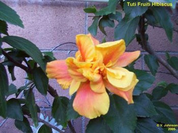 Hibiscus blooms