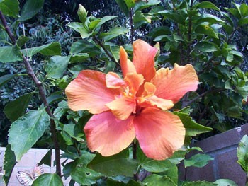 Hibiscus blooms