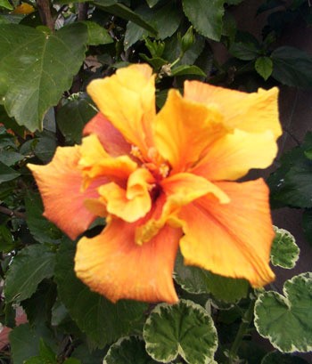 Hibiscus blooms