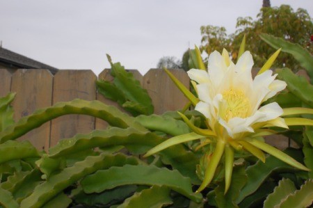 Dragon Fruit Flower (Hylocereus Undated) - bloom against a wooden fence