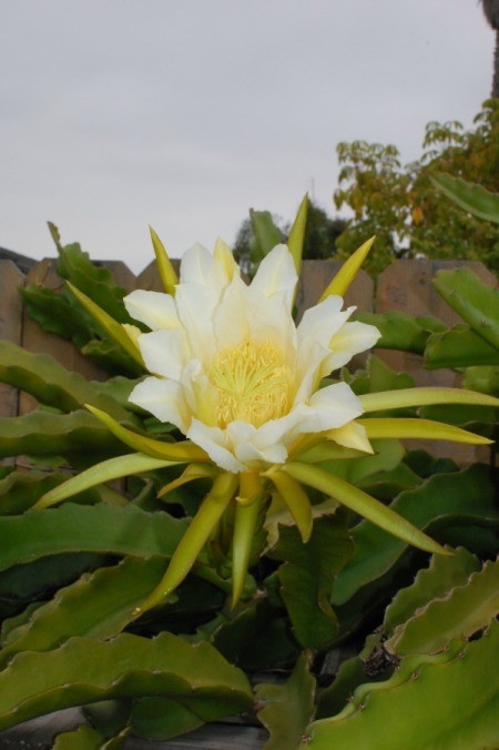 Dragon Fruit Flower (Hylocereus Undated) - closeup