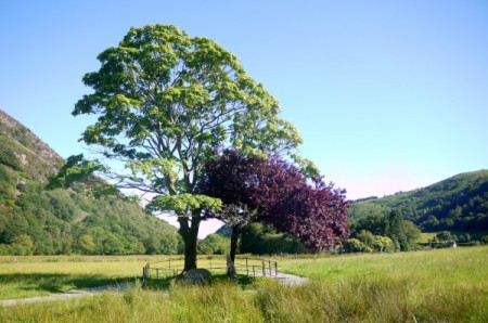 Trees marking the grave of the dog Gelert in Beddgelert, Wales.