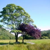 Trees marking the grave of the dog Gelert in Beddgelert, Wales.