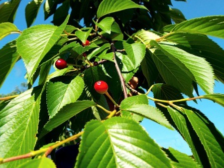 Yoshiko Cherries - small bright red cherries