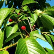 Yoshiko Cherries - small bright red cherries