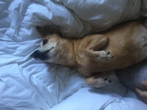Dog Started Peeing on the Bed - tan Chihuahua