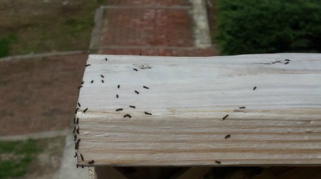 Identifying Small Caterpillars - tiny black caterpillars on a 2 x 4