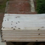 Identifying Small Caterpillars - tiny black caterpillars on a 2 x 4