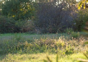 A cloud of gnats over a grassy field near sunset.