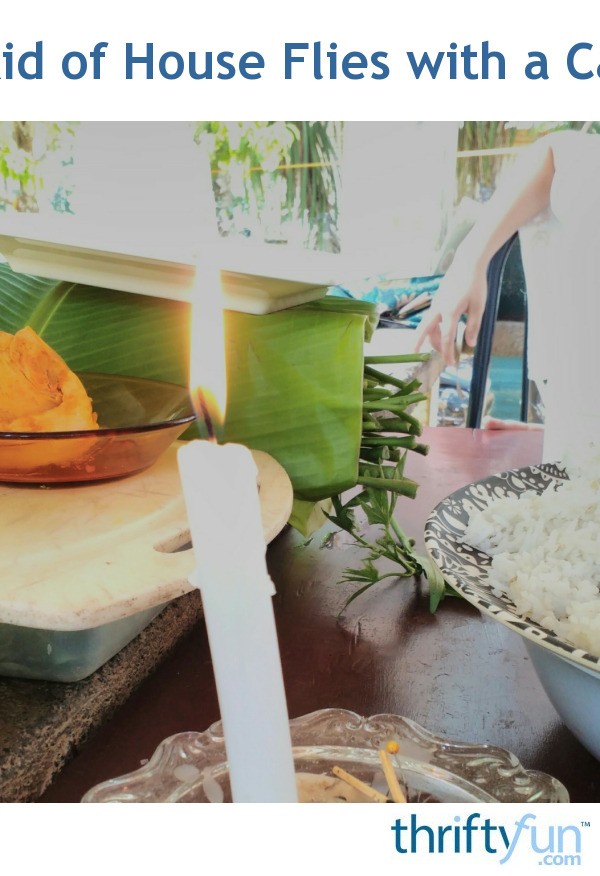 Get Rid of House Flies with a Candle ThriftyFun