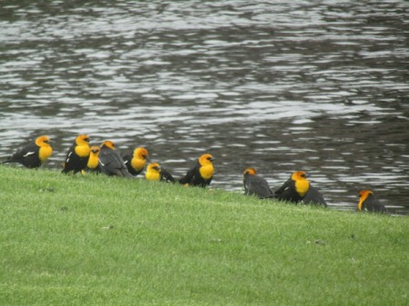 A row of black and yellow birds sitting on a river bank.