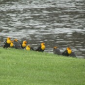A row of black and yellow birds sitting on a river bank.