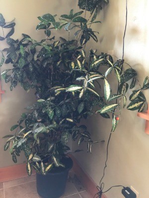 What Is This Houseplant? - plant with dark green leaves with cream in center and speckles