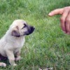 training a Shepherd puppy