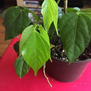 Identifying a Houseplant - closeup of leaves