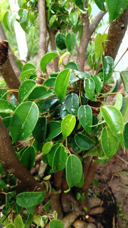 What Kind of Tree Is This? potted foliage plant