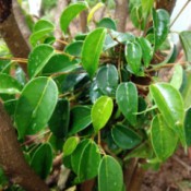 What Kind of Tree Is This? potted foliage plant