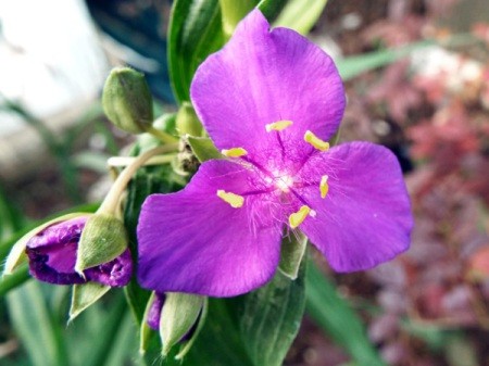 Tradescantia Close Up - light purple flower with smooth center and prominent stamen