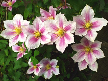 Clematis Little Duckling - numerous pink and white flowers