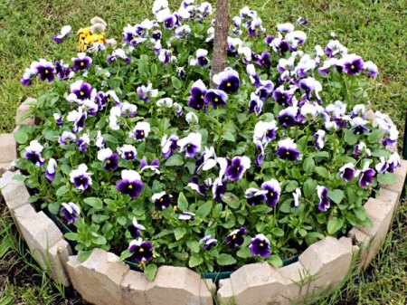 Circular Pansy Bed - purple and white pansies