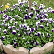 Circular Pansy Bed - purple and white pansies