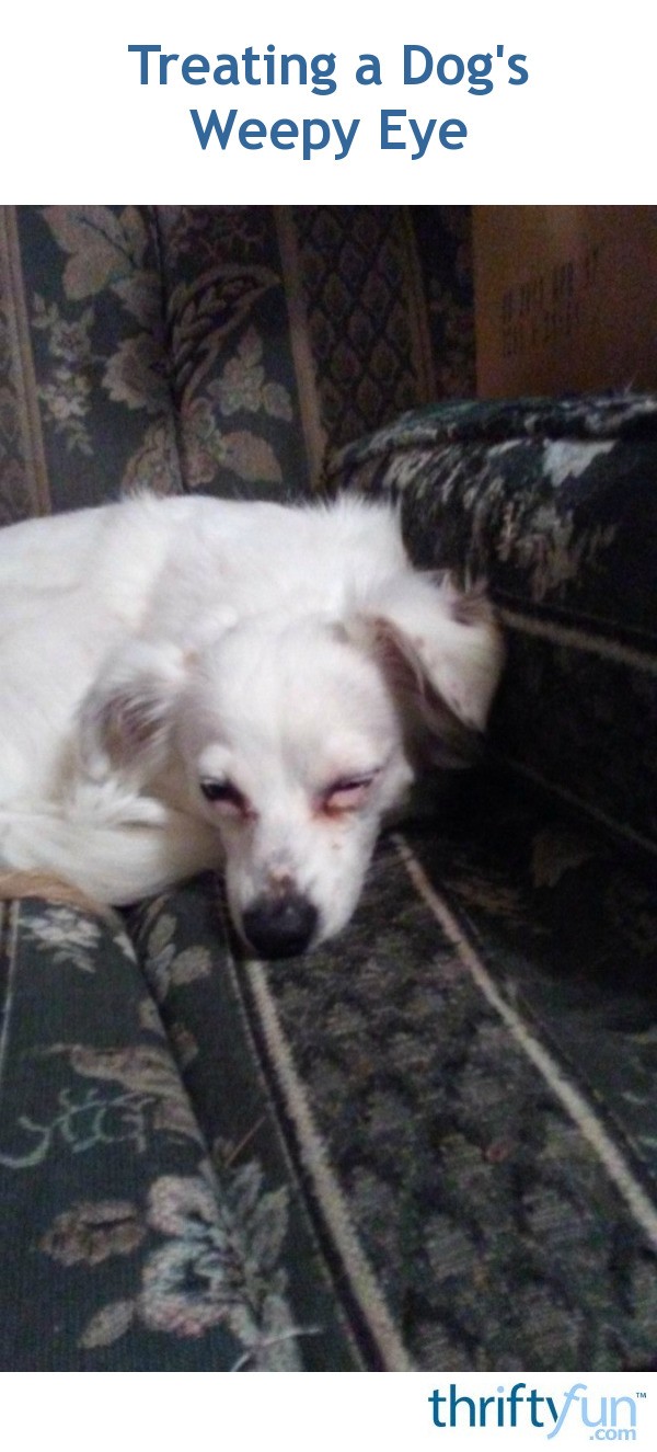 Treating a Dog's Weepy Eye? ThriftyFun
