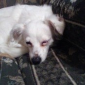 Treating a Dog's Weepy Eye - white dog with weeping eye