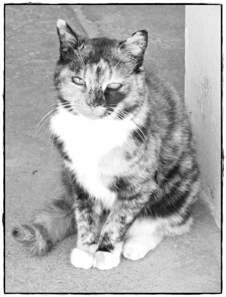 Peaceful Cat Grayscale Coloring Page - grayscale photo of a calico cat.