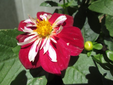 Starsister Dahlia - red flower with white on inner petals and bright yellow center